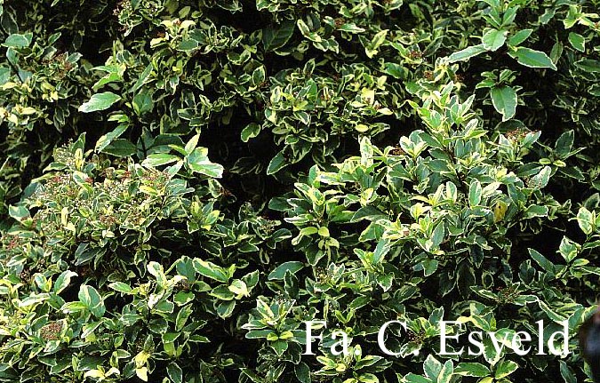 Viburnum tinus 'Variegatum'