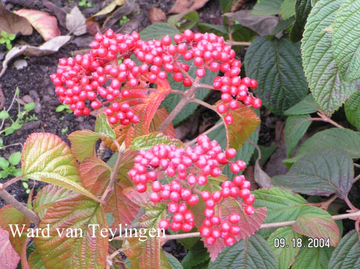 Viburnum wrightii