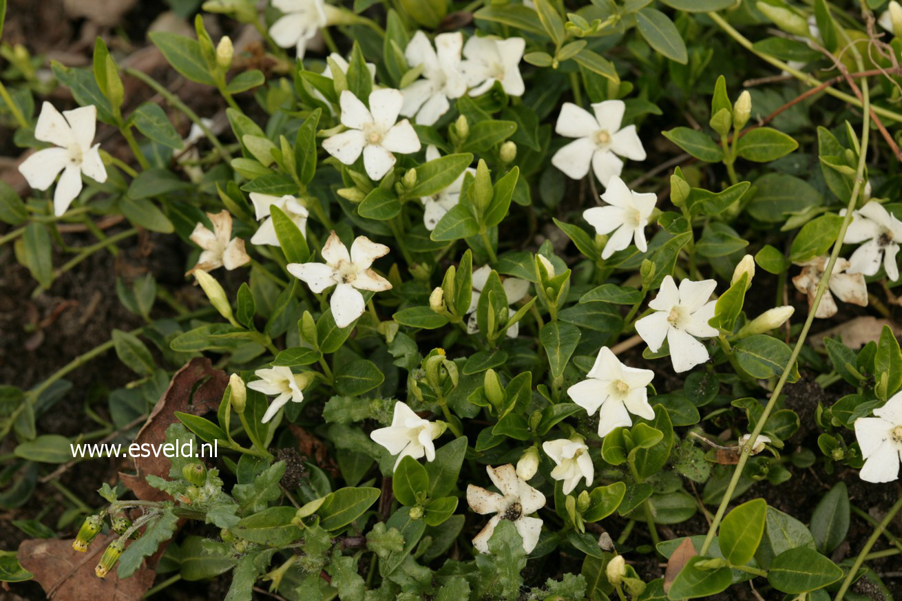 Vinca minor 'Elisa'