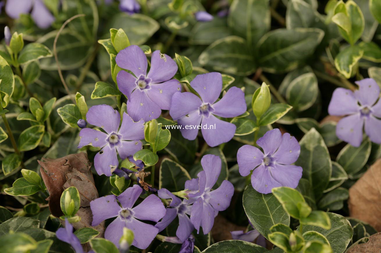Vinca minor 'Ralph Shugert'