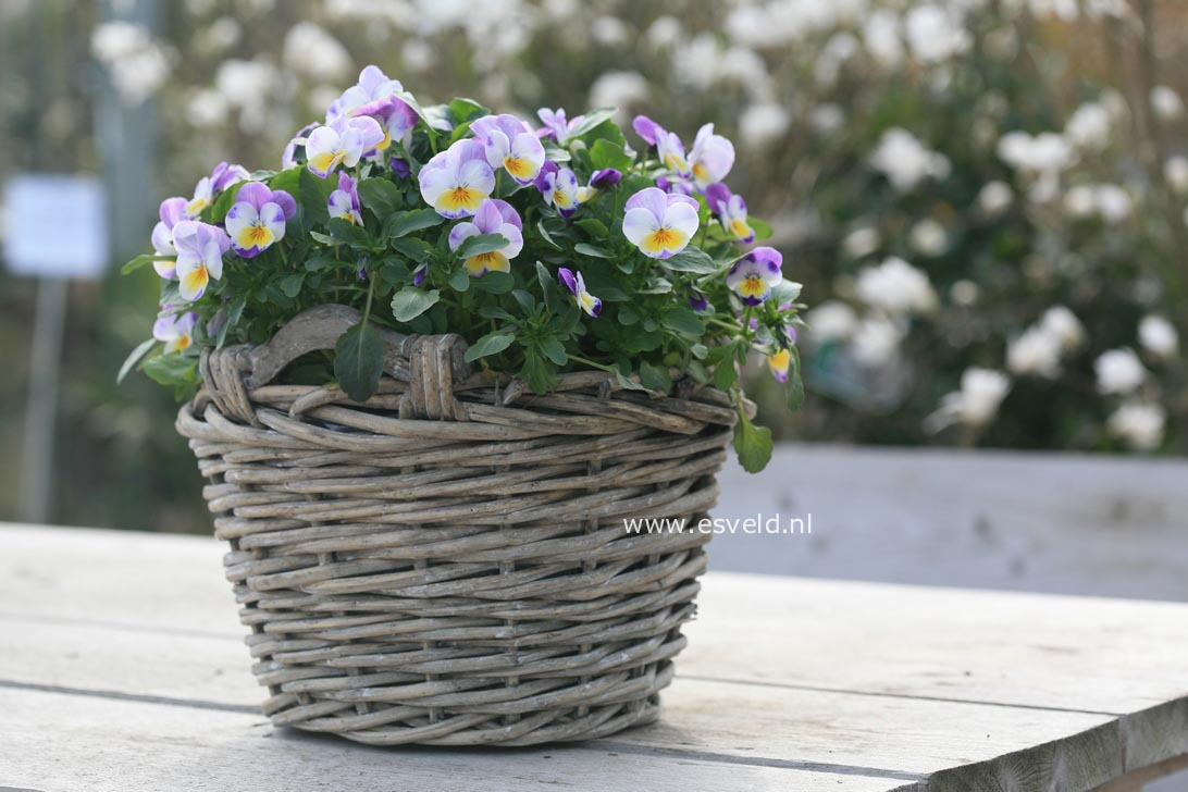 Viola cornuta
