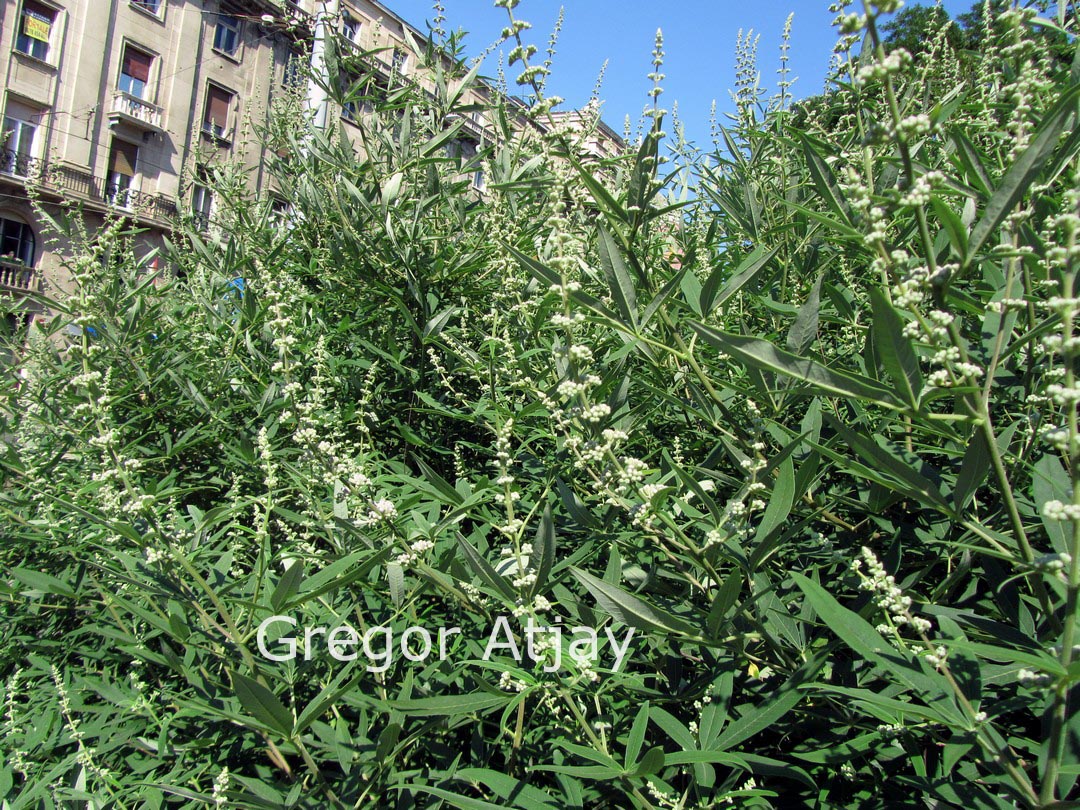 Vitex agnus-castus 'Albus'