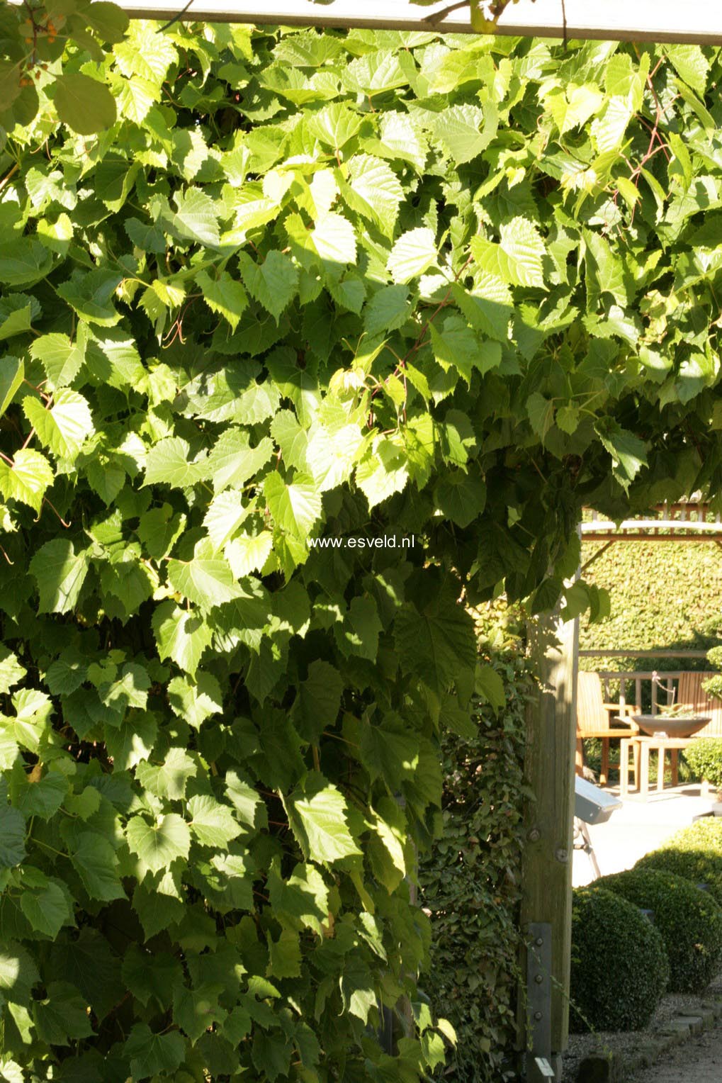 Vitis riparia