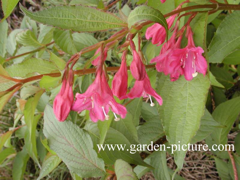 Weigela 'Courtared' (LUCIFER)