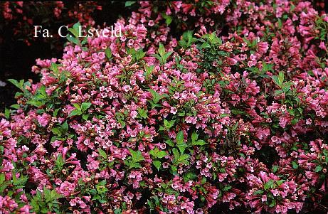 Weigela 'Minuet'