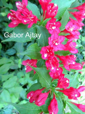 Weigela 'Newport Red'