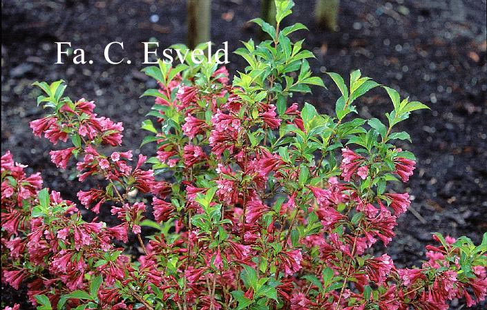 Weigela 'Rumba'