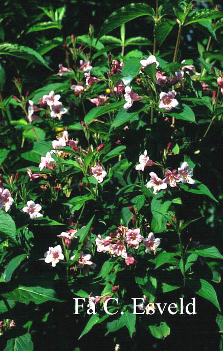 Weigela 'Verschaffelti'