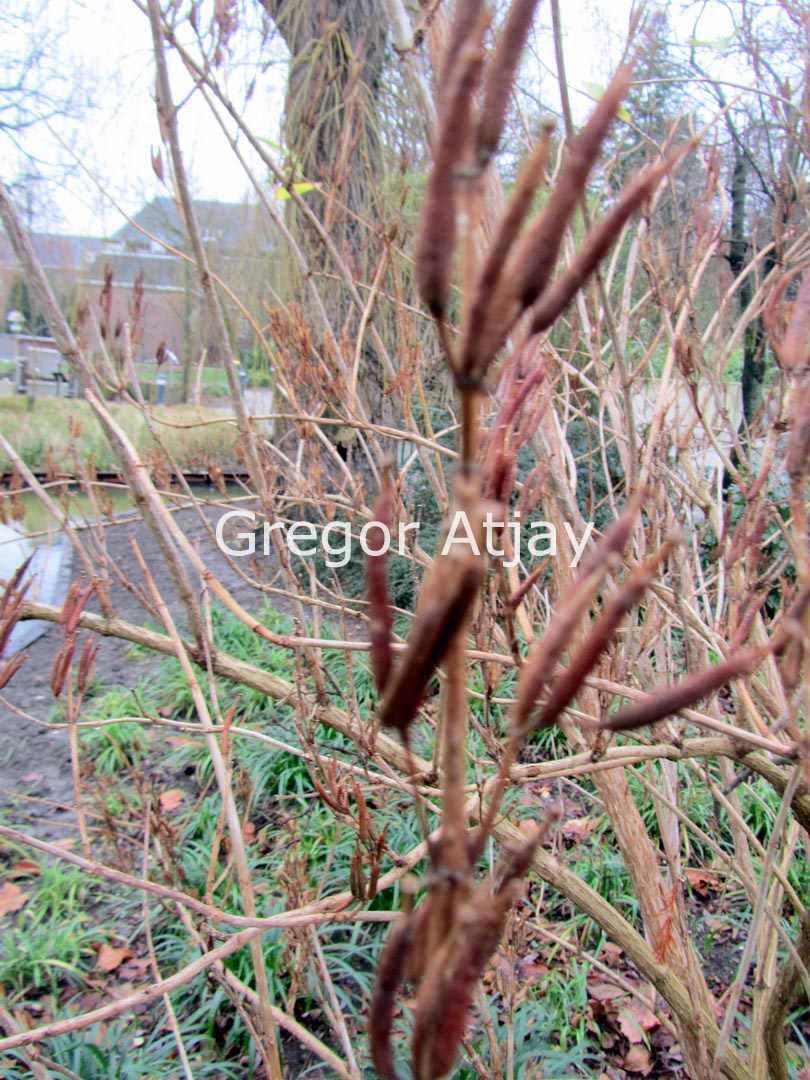Weigela coraeensis