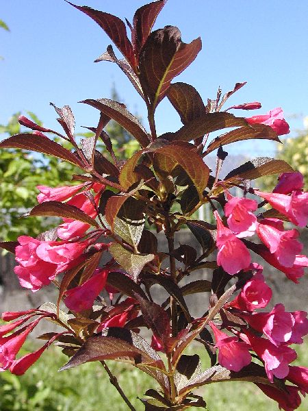 Weigela florida 'Alexandra' (WINE AND ROSES)