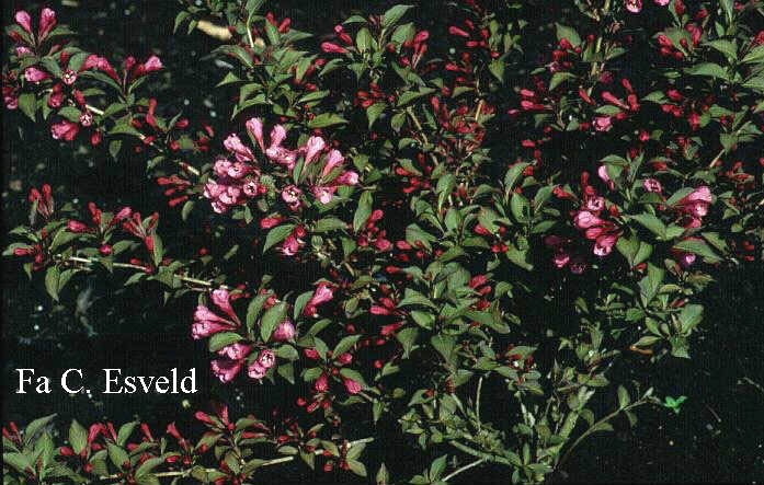 Weigela florida 'Victoria'
