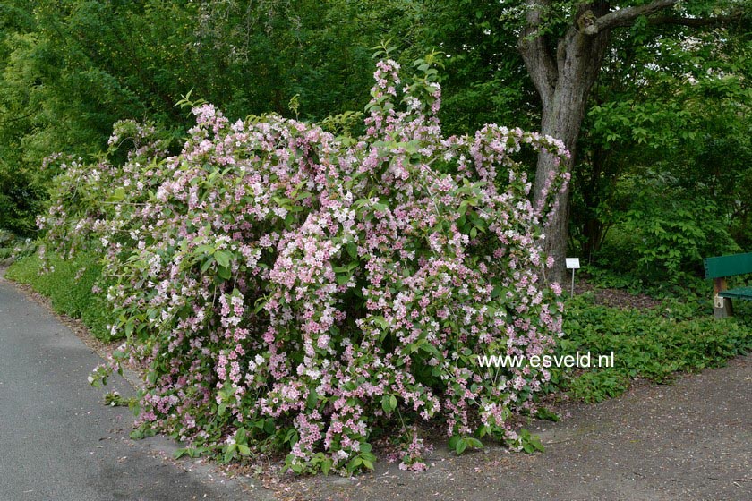 Weigela praecox