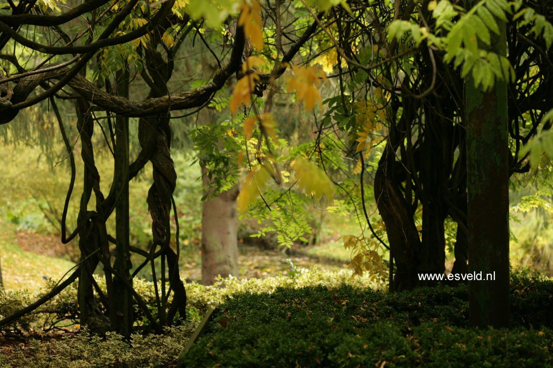 Wisteria brachybotrys 'Shiro-kapitan'