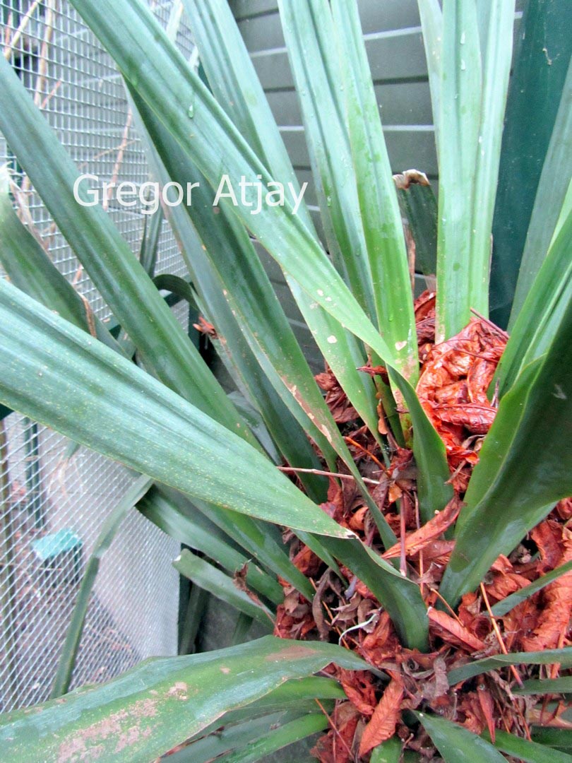 Yucca flaccida