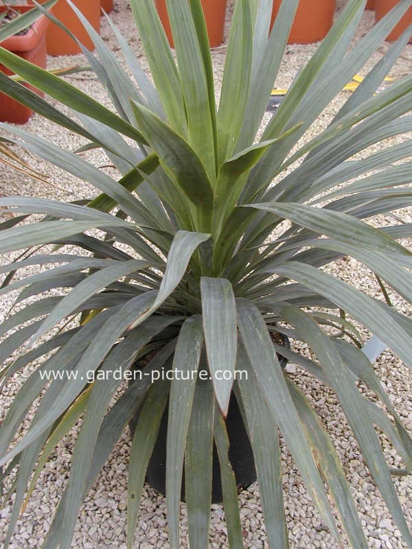 Yucca gloriosa