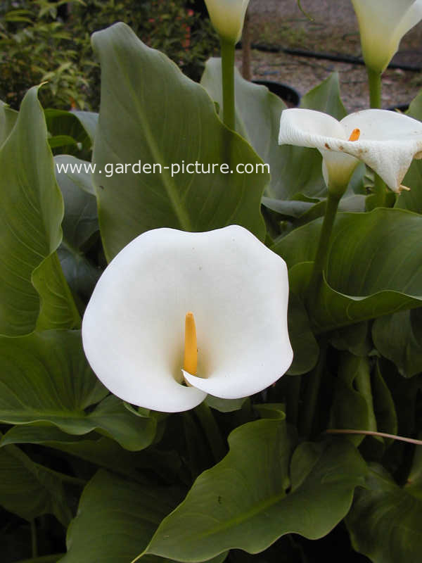 Zantedeschia aethiopica