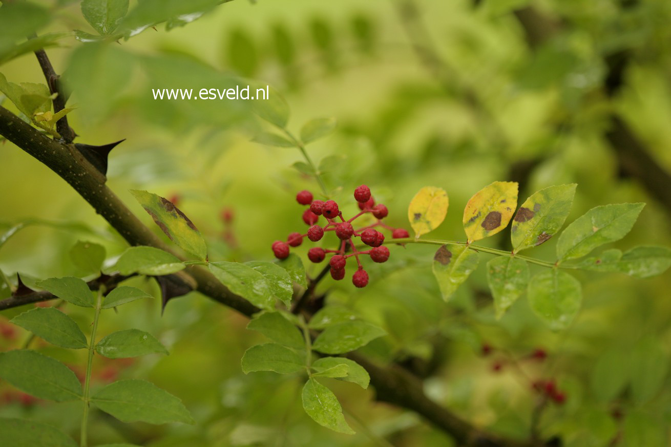 Zanthoxylum giraldii