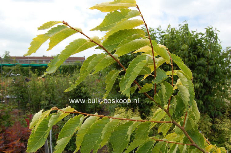 Zelkova serrata 'Ogon' (BRIGHT PARK)
