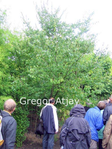 Zelkova sinica