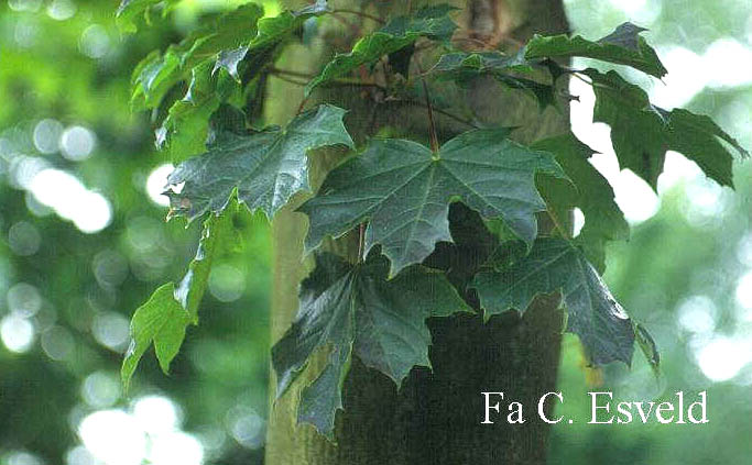 Acer platanoides 'Reitenbachii'