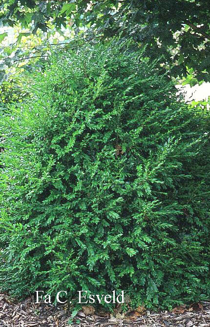 Buxus sempervirens 'Arabeske'