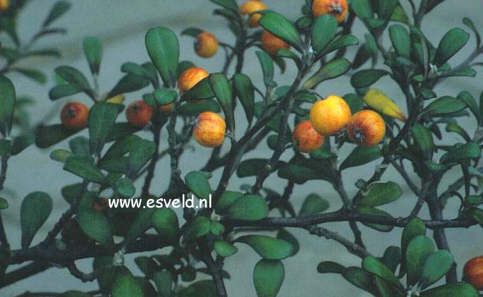 Corokia virgata (3414)