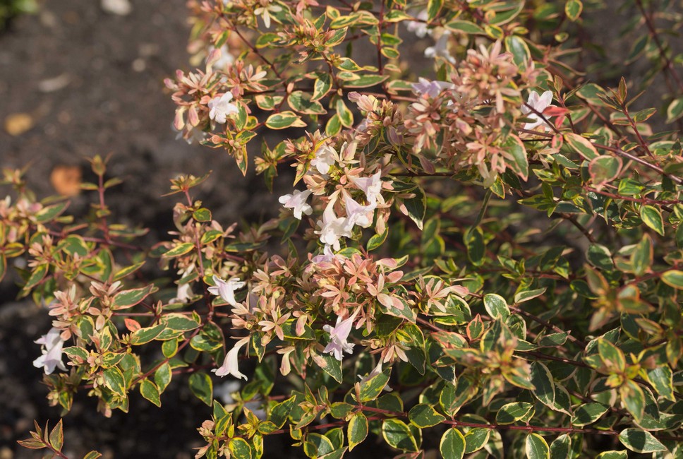 Abelia grandiflora 'Abelops' (SUNSHINE DAYDREAM)
