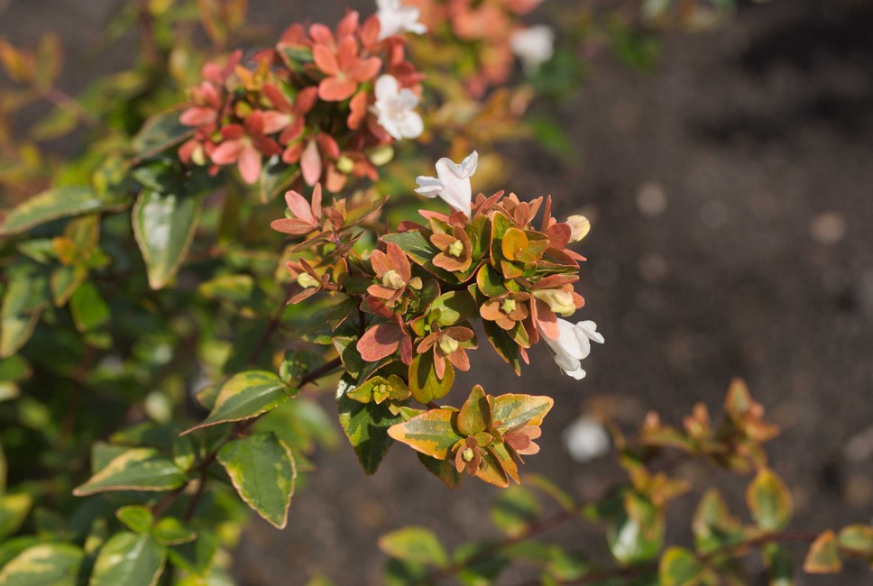 Abelia grandiflora 'Abelops02' (MYSTIC DAYDREAM)
