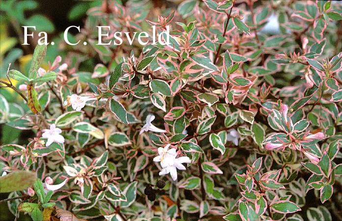 Abelia grandiflora 'Conti' (CONFETTI)