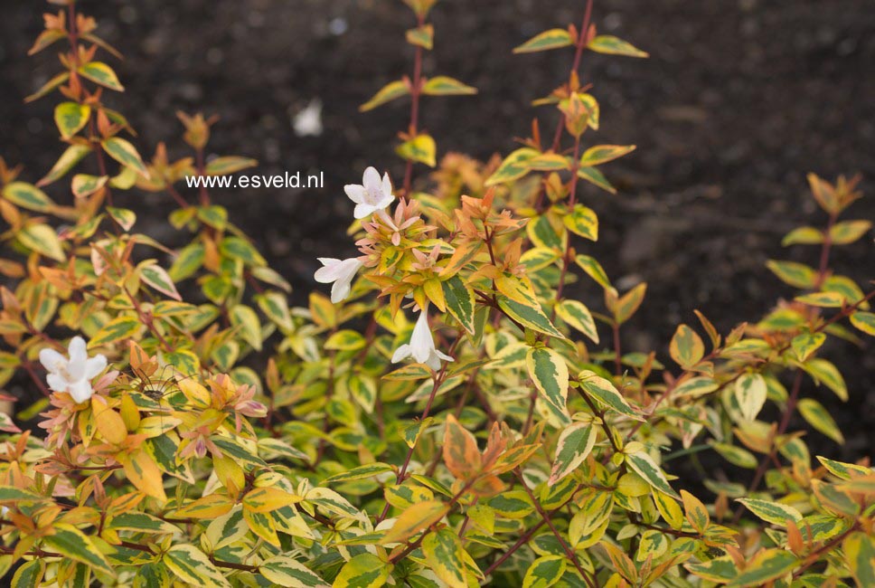 Abelia grandiflora 'Kaleidoscope'