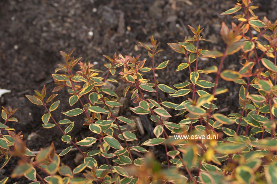 Abelia grandiflora 'Sunrise'