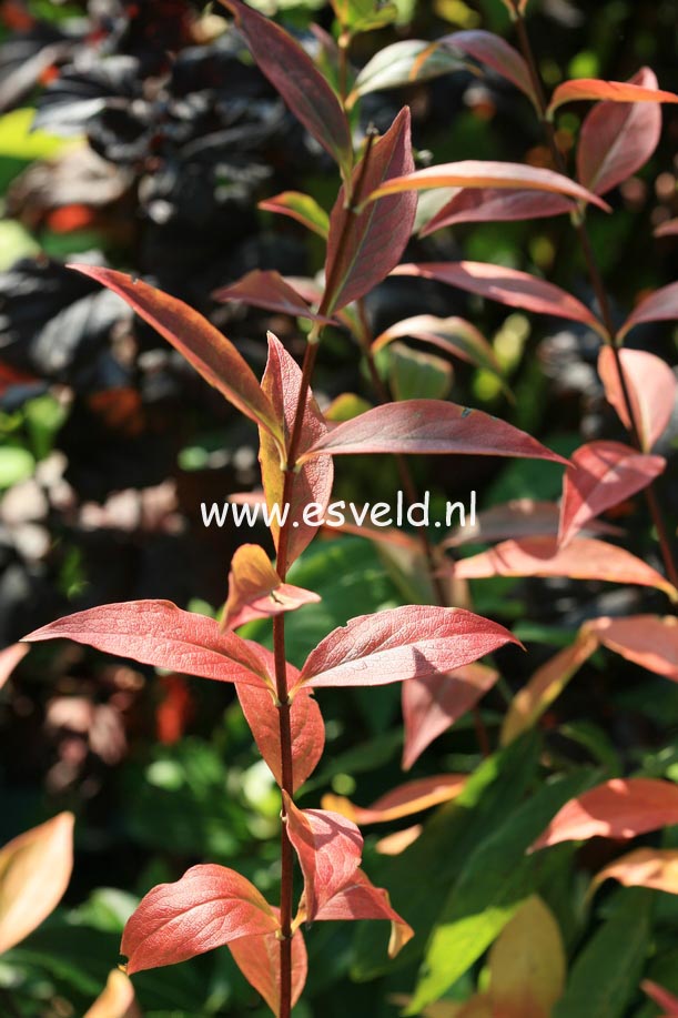 Abelia mosanensis