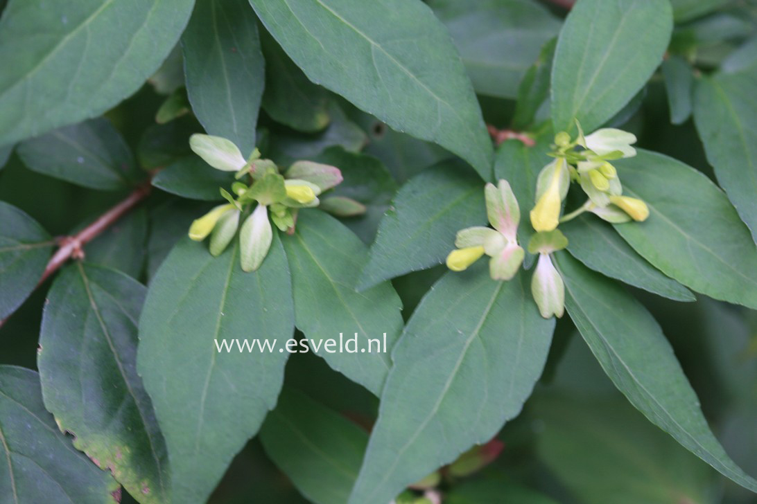 Abelia tetrasepala