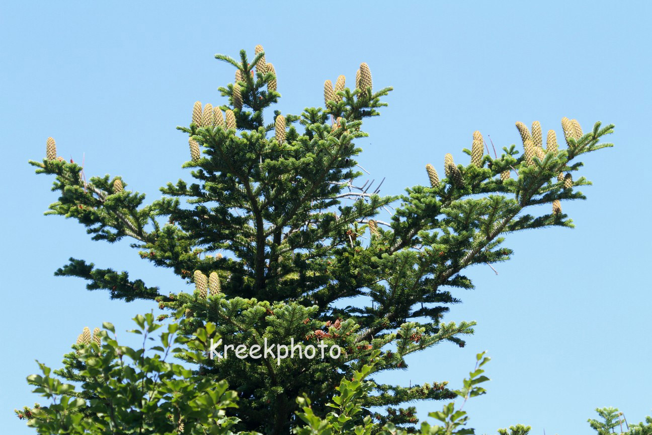 Abies alba