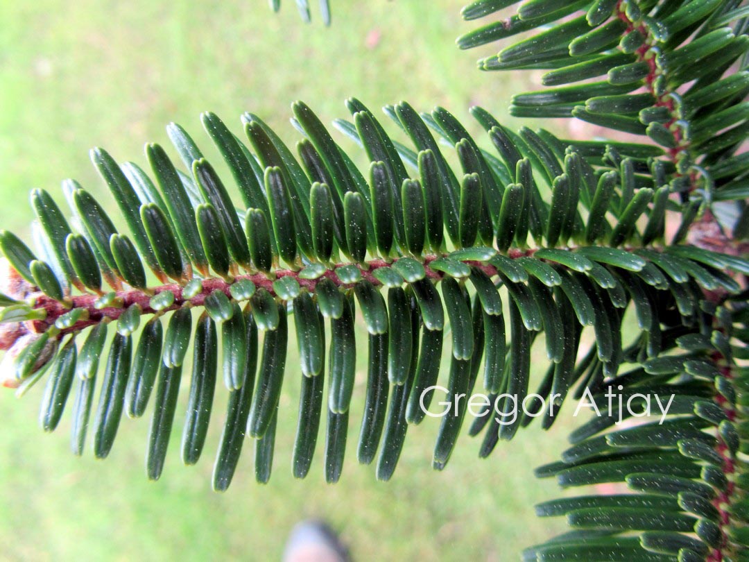 Abies delavayi