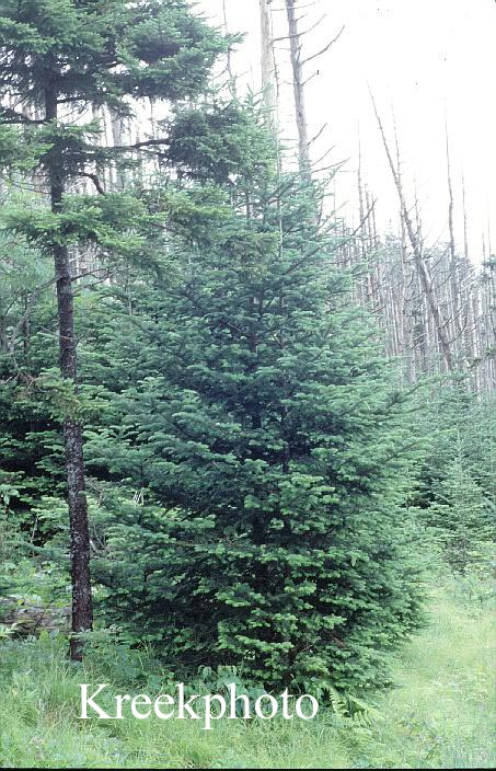 Abies fraseri