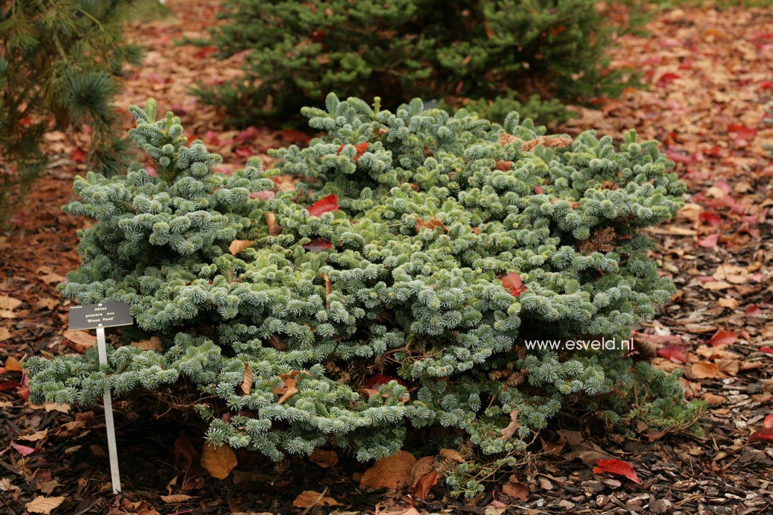 Abies procera 'Blaue Hexe'