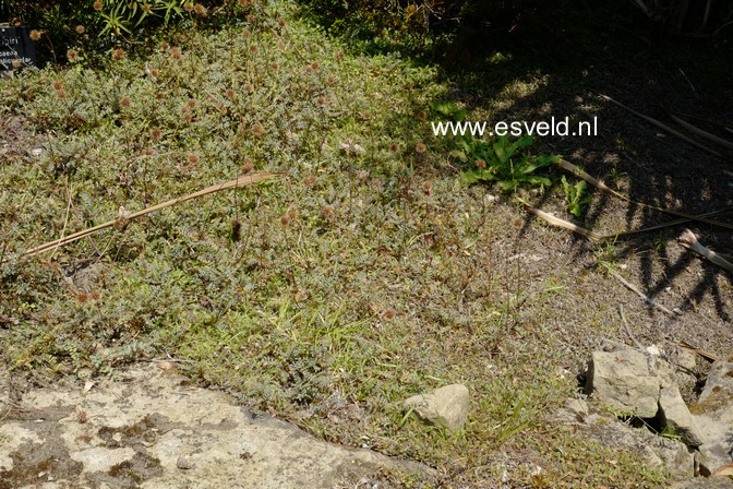 Acaena saccaticupula