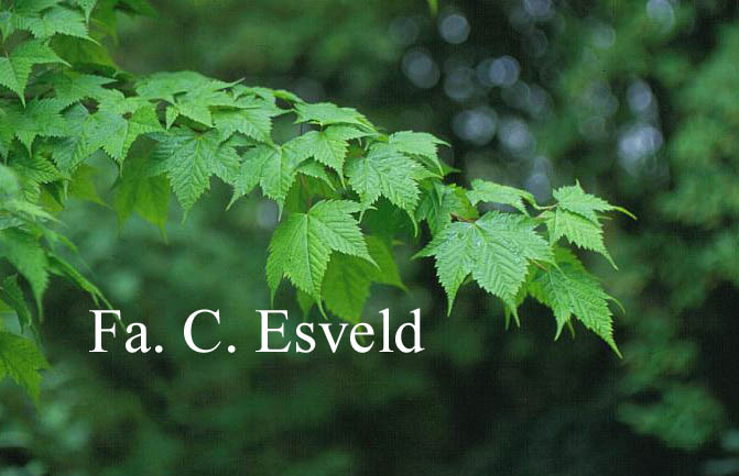 Acer argutum