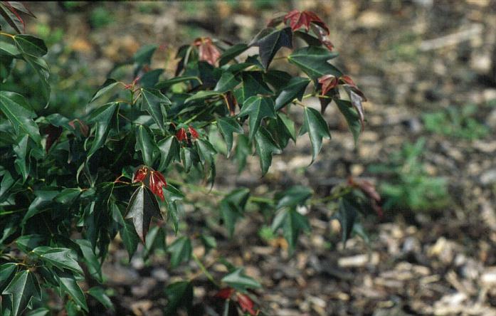 Acer buergerianum 'Johroku aka me'