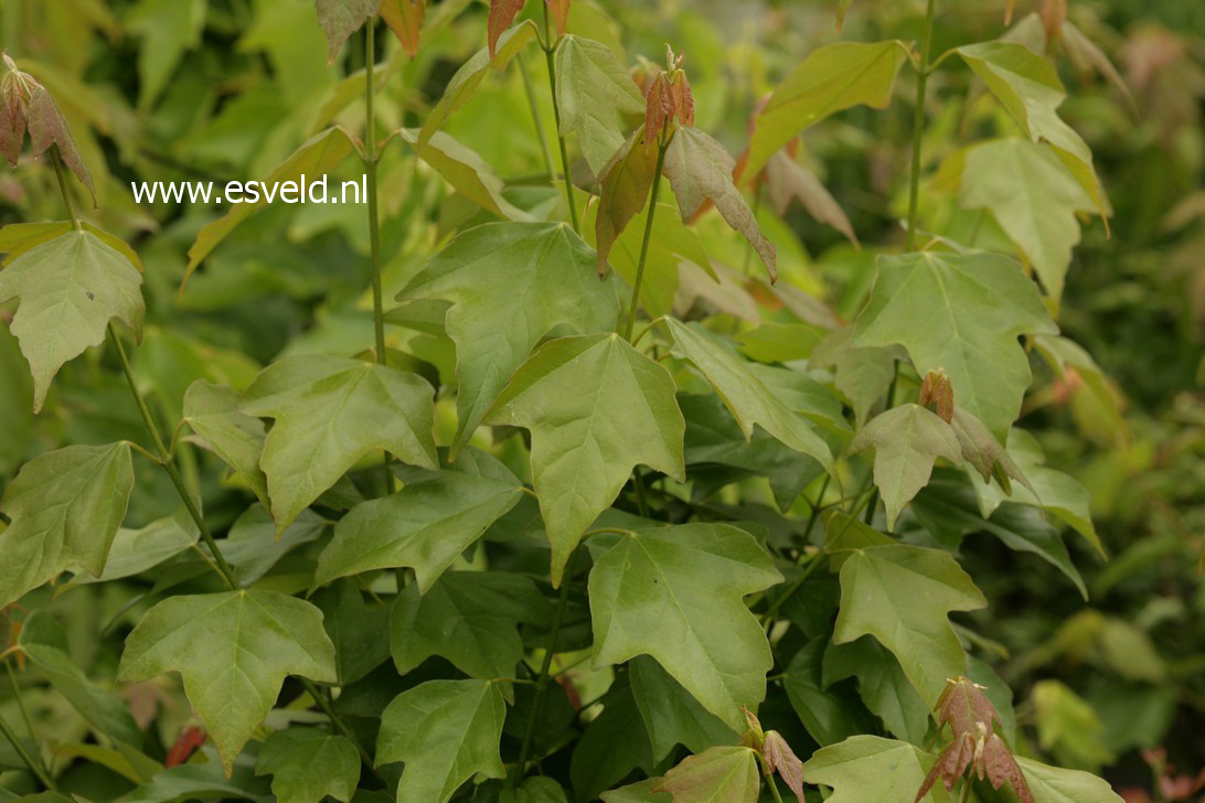 Acer buergerianum 'Spring Festival'