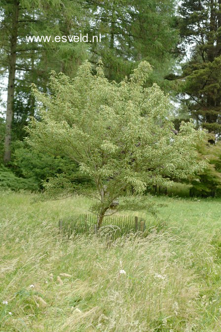 Acer buergerianum 'Tanchoh'