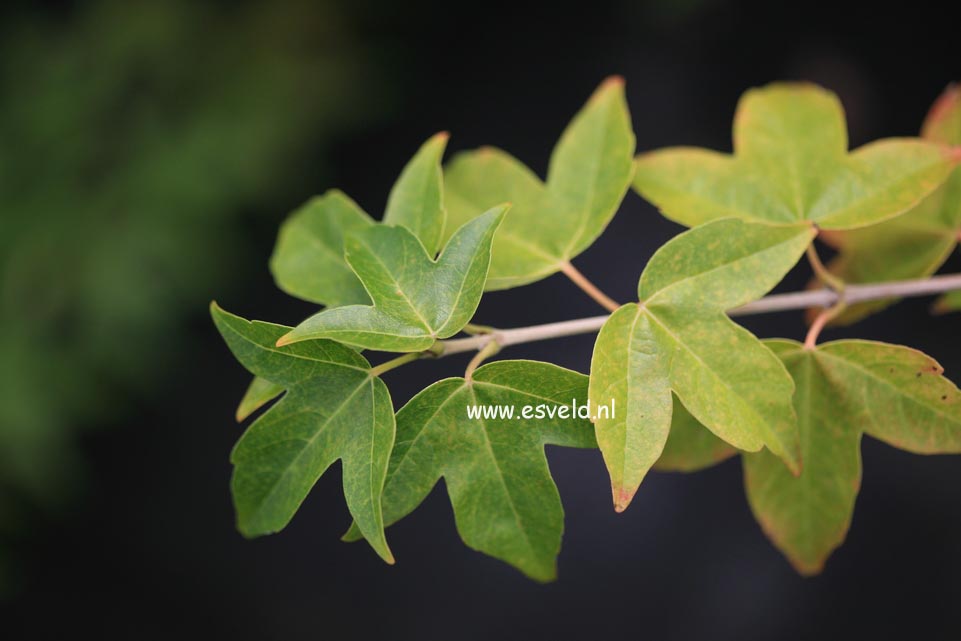 Acer buergerianum formosanum