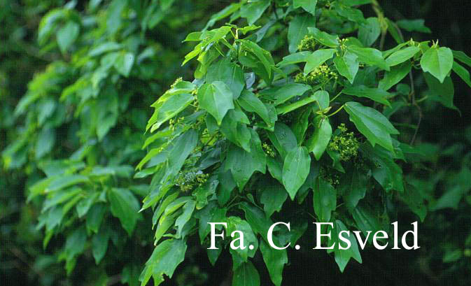 Acer buergerianum ssp. ningpoense