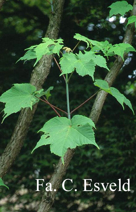 Acer caesium ssp. giraldii