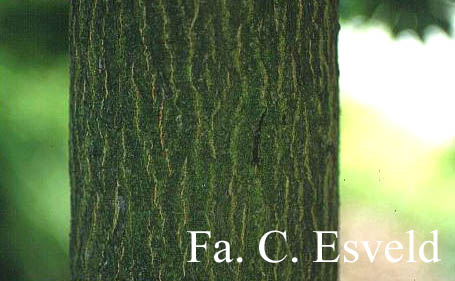Acer caesium