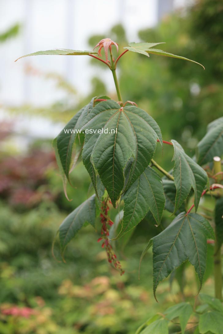 Acer campbellii fansipanense