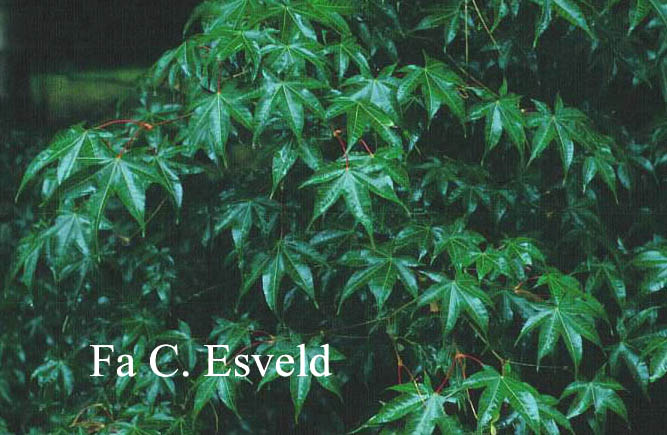 Acer campbellii ssp. flabellatum yunnanense