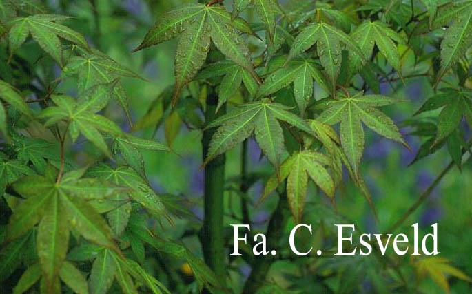 Acer campbellii ssp. flabellatum