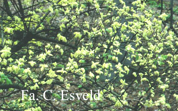 Acer campestre 'Pulverulentum'